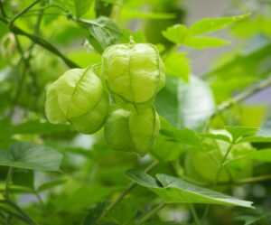 2025年10月19日メッセージ「逆境の中でも揺るがない、神への畏敬」列王記上18章1~16節