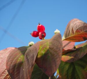 2025年11月2日メッセージ「2回目のしるし」ヨハネによる福音書4章43～54節