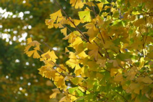 2025年12月28日メッセージ「真の王を探し求めて」マタイによる福音書2章1～12節