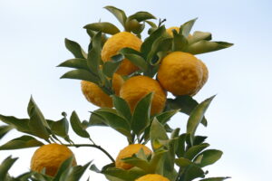 2026年1月25日メッセージ「恐れの中で語られる神の言葉」イザヤ書43章1～20節