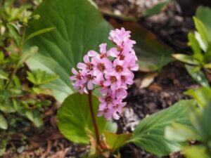 2026年3月8日メッセージ「イエスの真の弟子」マルコによる福音書10章46～52節