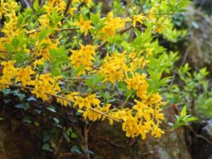 2026年4月5日メッセージ「絶望から希望へ」ヨハネによる福音書20章13～18節